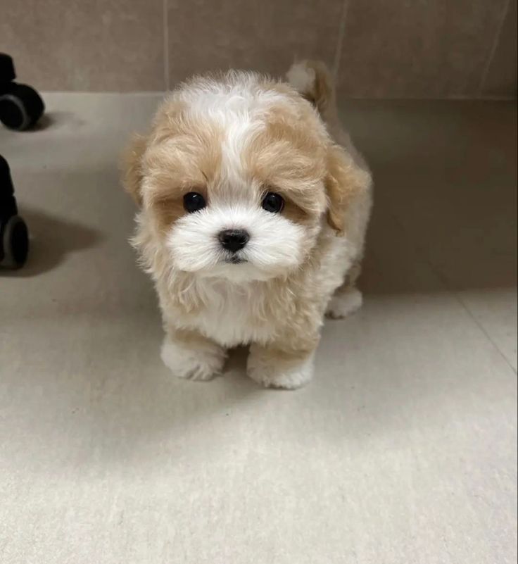 Poodle grooming